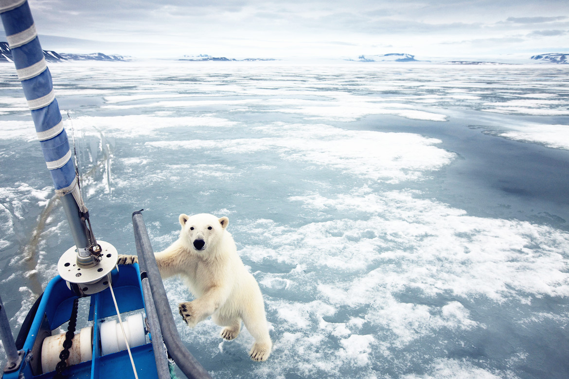 Norway, Svalbard, Nordaustlandet, Polar Bear (Ursus maritimus) standing at yacht’s bow in ice at Sabinebukta Bay at Irminger Point
